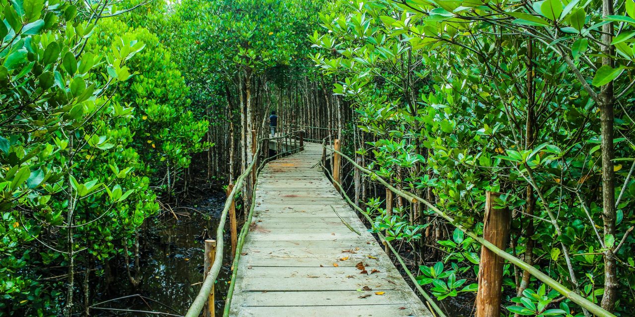 Hutan Mangrove: Pelestarian Alam Di Kawasan Pesisir Indonesia
