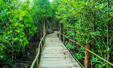 Hutan Mangrove: Pelestarian Alam Di Kawasan Pesisir Indonesia