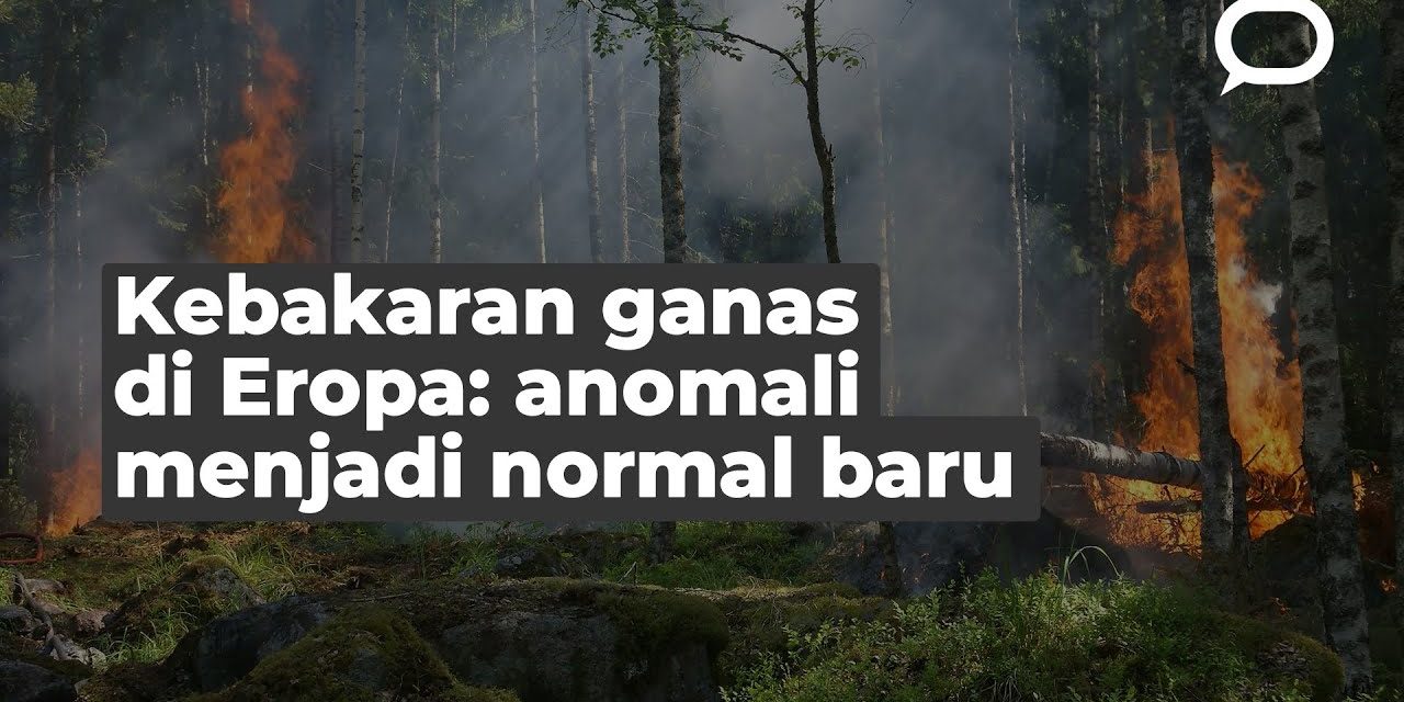 Cara Mencegah Agar Tidak Terjadi Kebakaran Hutan