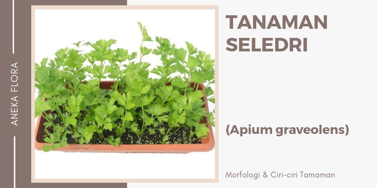 Apium Graveolens Sumber Yang Baik Dari Mineral Kalium