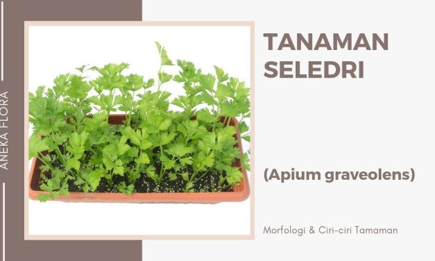 Apium Graveolens Sumber Yang Baik Dari Mineral Kalium