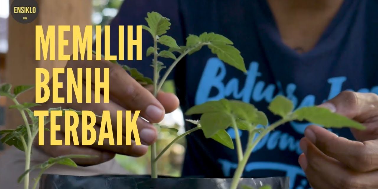 Memilih Benih Sayuran Berkualitas Untuk Tahap Awal Berkebun