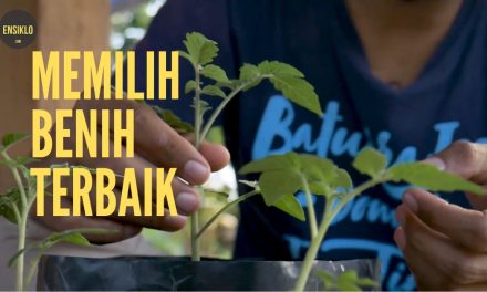 Memilih Benih Sayuran Berkualitas Untuk Tahap Awal Berkebun
