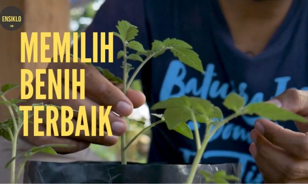Memilih Benih Sayuran Berkualitas Untuk Tahap Awal Berkebun