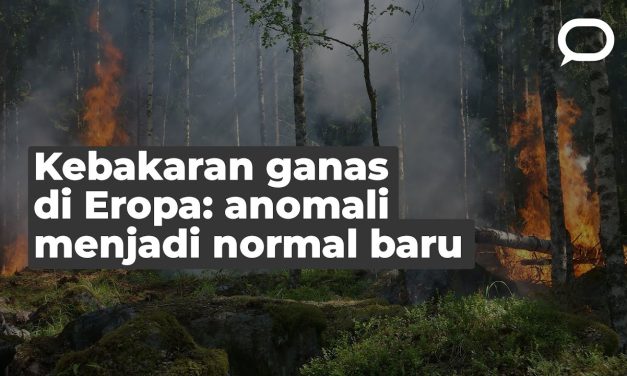Cara Mencegah Agar Tidak Terjadi Kebakaran Hutan