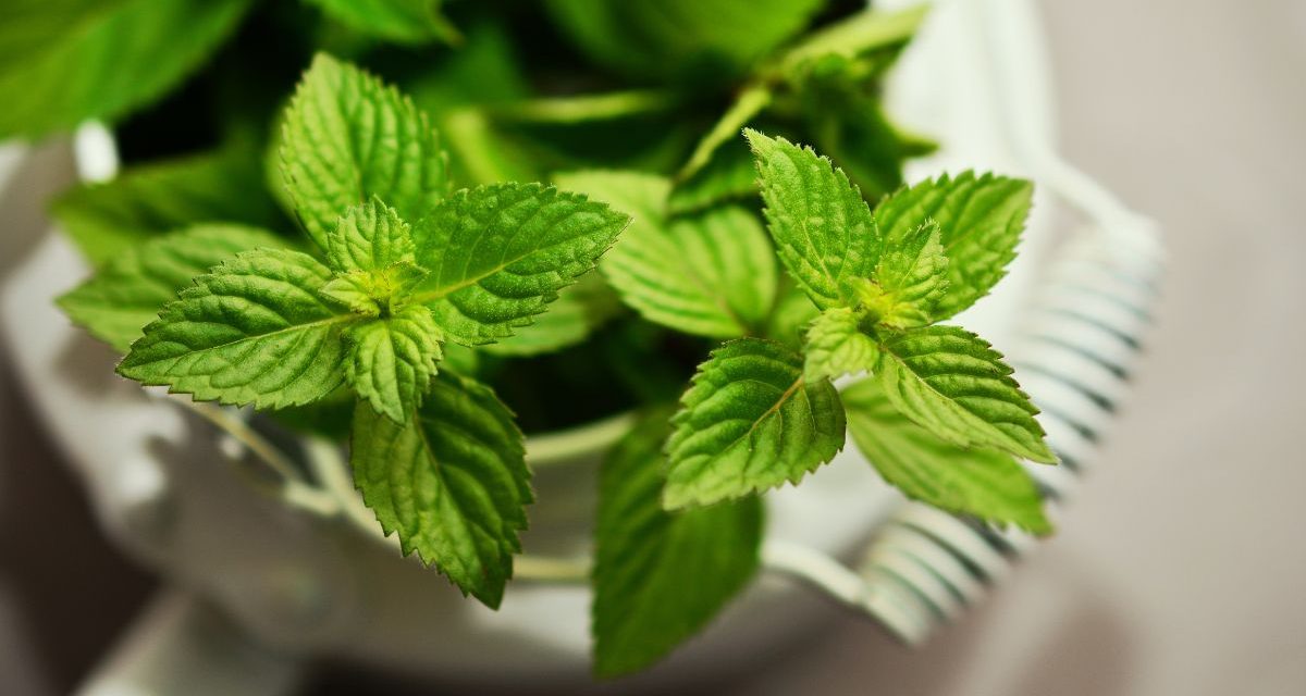 Tanaman Mint Bermanfaat Untuk Kesehatan Mulut