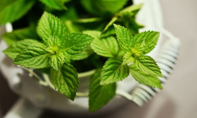 Tanaman Mint Bermanfaat Untuk Kesehatan Mulut