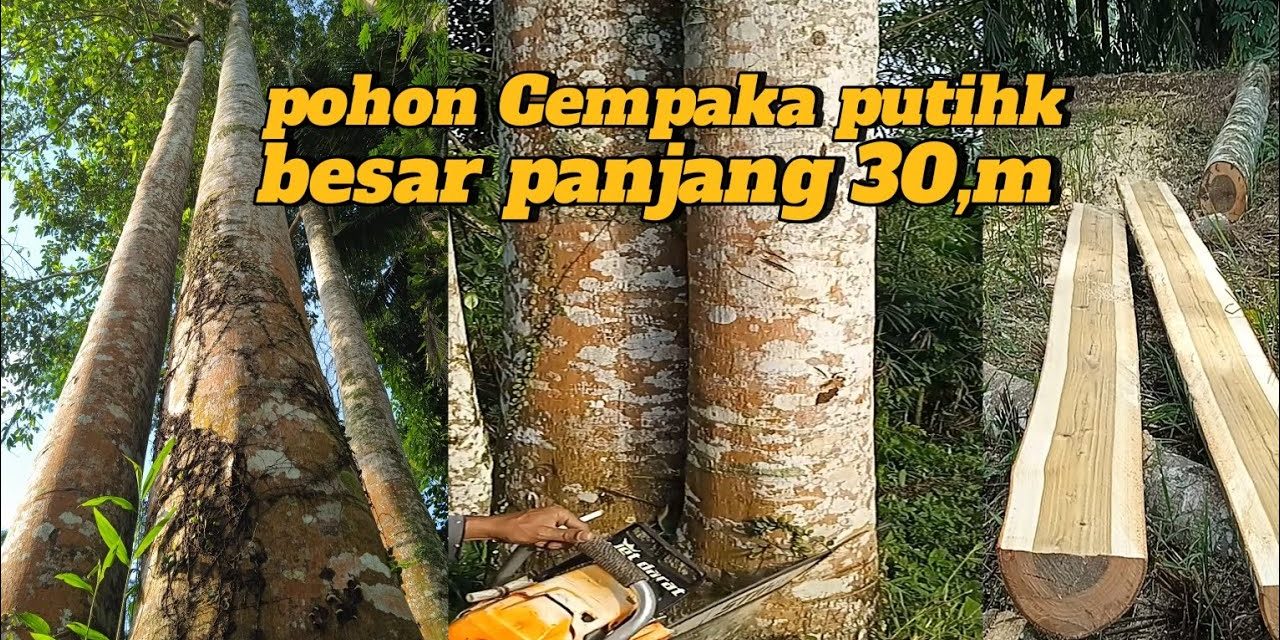 Kayu Cempaka Memiliki Karakteristik Unik Dan Serat Yang Kuat