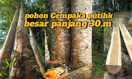 Kayu Cempaka Memiliki Karakteristik Unik Dan Serat Yang Kuat