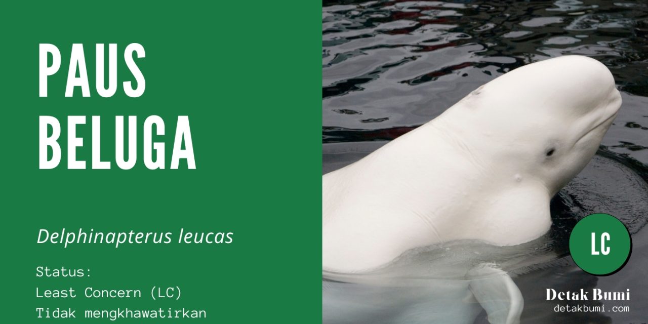 Spesies Paus Beluga Hewan Laut Yang Paling Suka Senyum