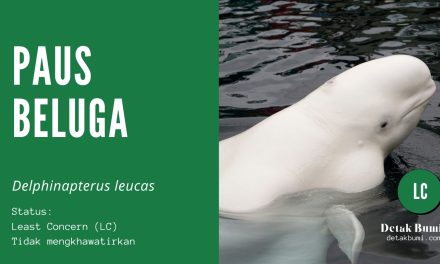Spesies Paus Beluga Hewan Laut Yang Paling Suka Senyum