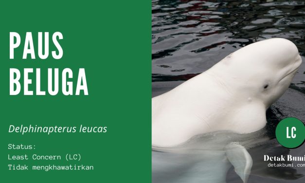 Spesies Paus Beluga Hewan Laut Yang Paling Suka Senyum