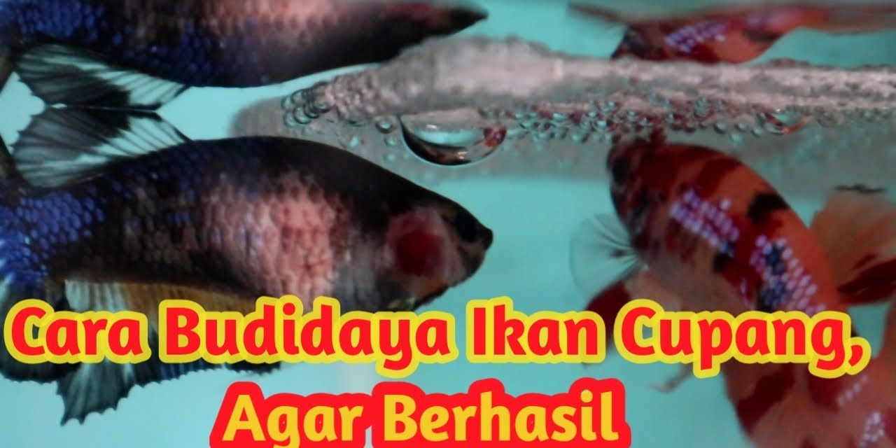 Budidaya Ikan Cupang Memiliki Potensi Yang Sangat Menjanjikan