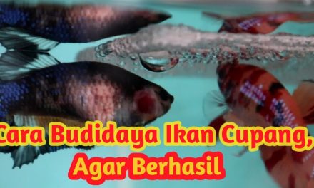 Budidaya Ikan Cupang Memiliki Potensi Yang Sangat Menjanjikan