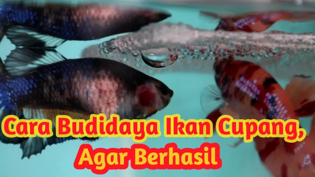 Budidaya Ikan Cupang