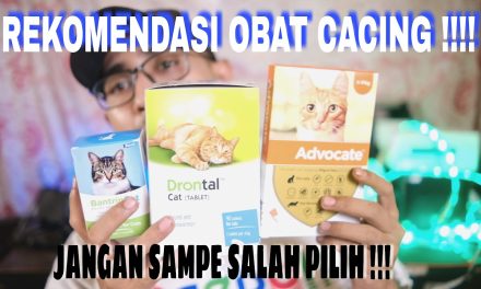 Rekomendasi Obat Cacing Untuk Kucing Kesayangan Anda