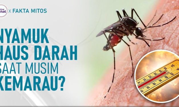 Nyamuk : Hewan Kecil Namun Berbahaya Terhadap Gigitannya