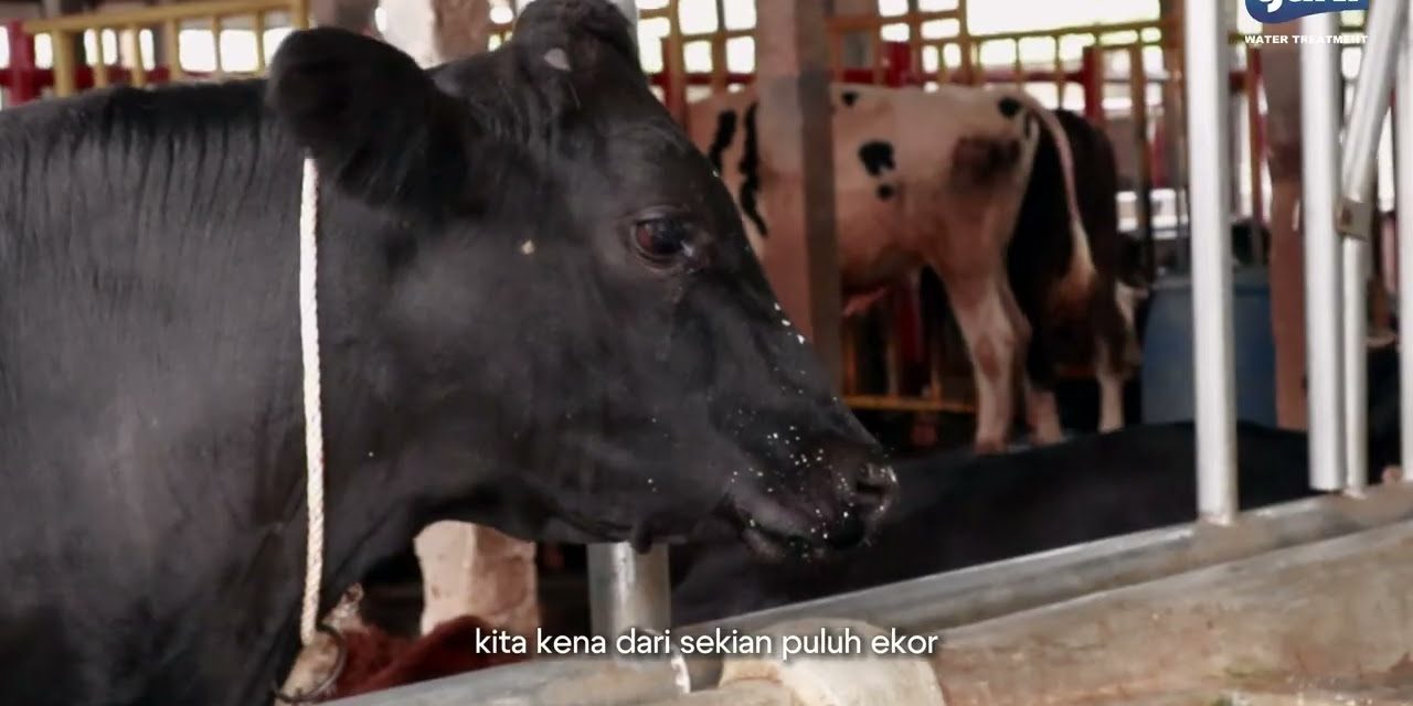 Bisnis Ternak Lembu Menjanjikan Keuntungan Yang Sangat Besar