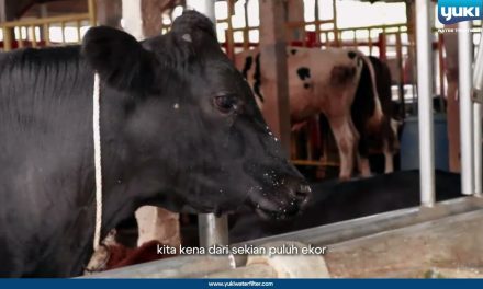 Bisnis Ternak Lembu Menjanjikan Keuntungan Yang Sangat Besar