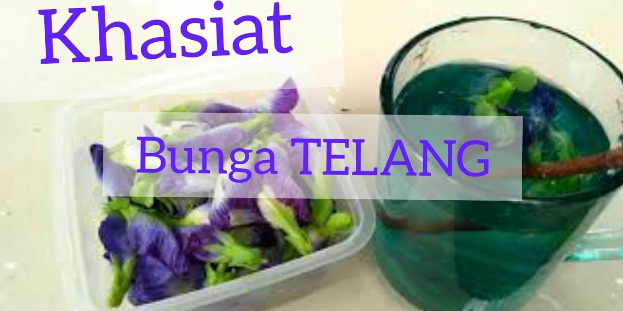 Manfaat Bunga Telang Dapat Menurunkan Tekanan Darah