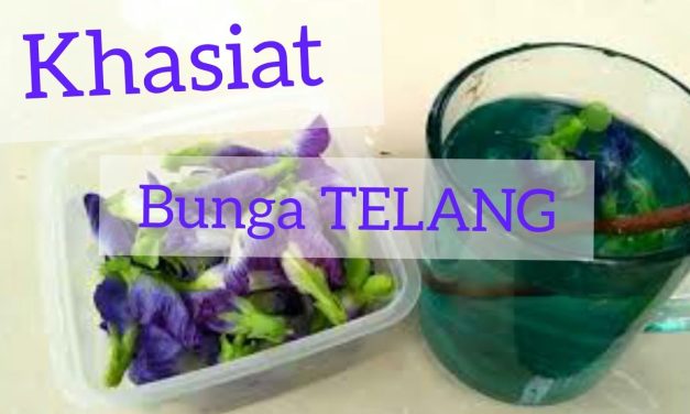 Manfaat Bunga Telang Dapat Menurunkan Tekanan Darah