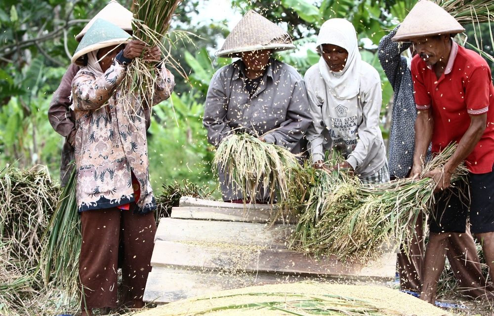 Pangan Lokal Bangkit: Dari Lumbung Desa Ke Meja Dunia