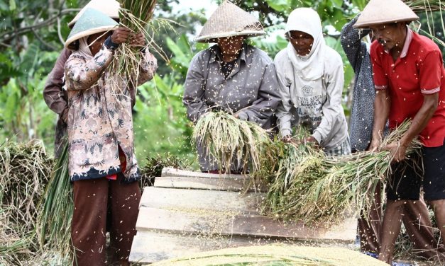 Pangan Lokal Bangkit: Dari Lumbung Desa Ke Meja Dunia