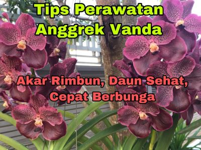 Jenis Bunga Anggrek