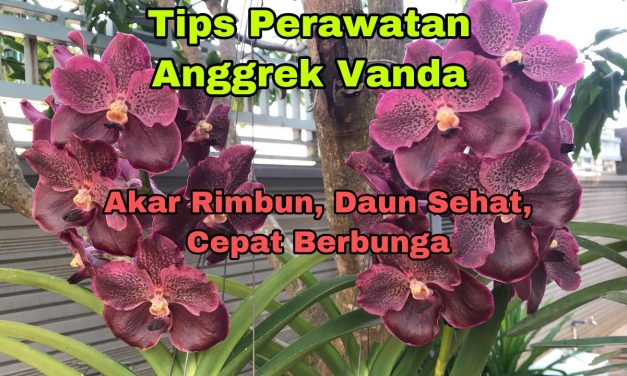 Jenis Bunga Anggrek Vanda Sangat Jarang Di Temukan Saat Ini