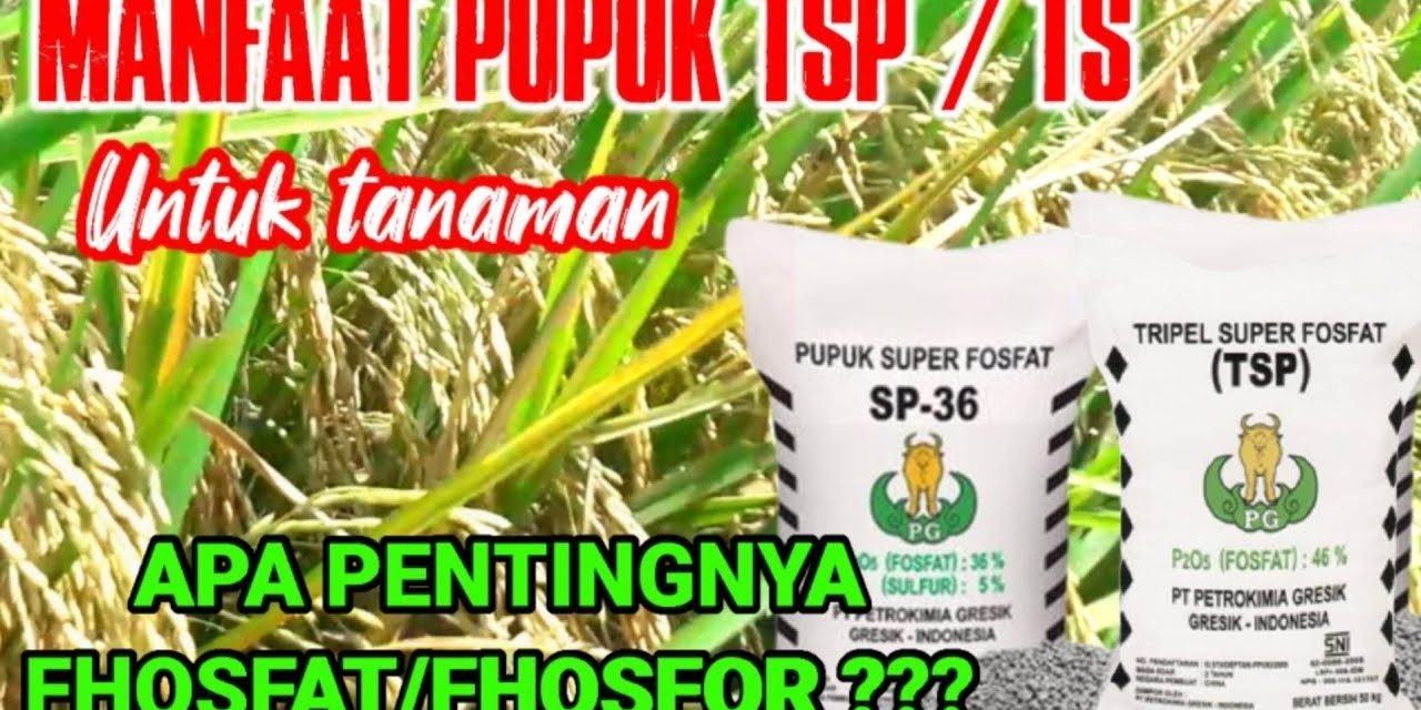 Manfaat Pupuk TSP Dalam Memaksimalkan Hasil Panen Petani