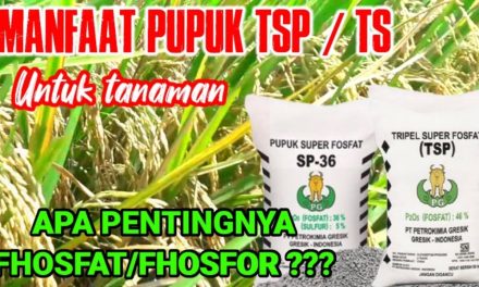 Manfaat Pupuk TSP Dalam Memaksimalkan Hasil Panen Petani
