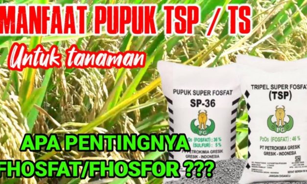 Manfaat Pupuk TSP Dalam Memaksimalkan Hasil Panen Petani