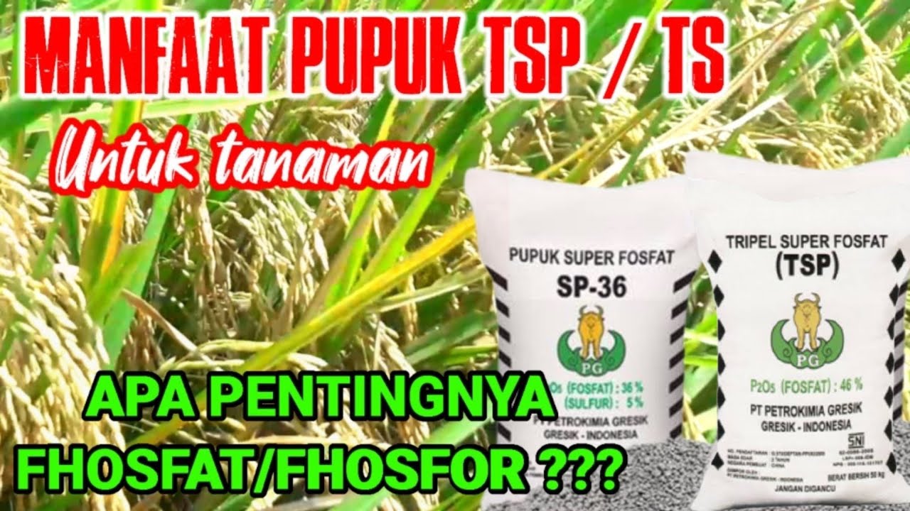 Manfaat Pupuk TSP