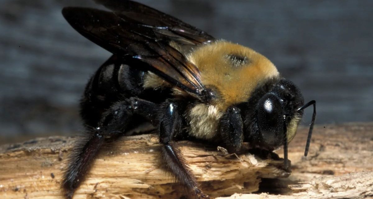 Genus Xylocopa Spesies Yang Sangat Penting Dalam Ekosistem