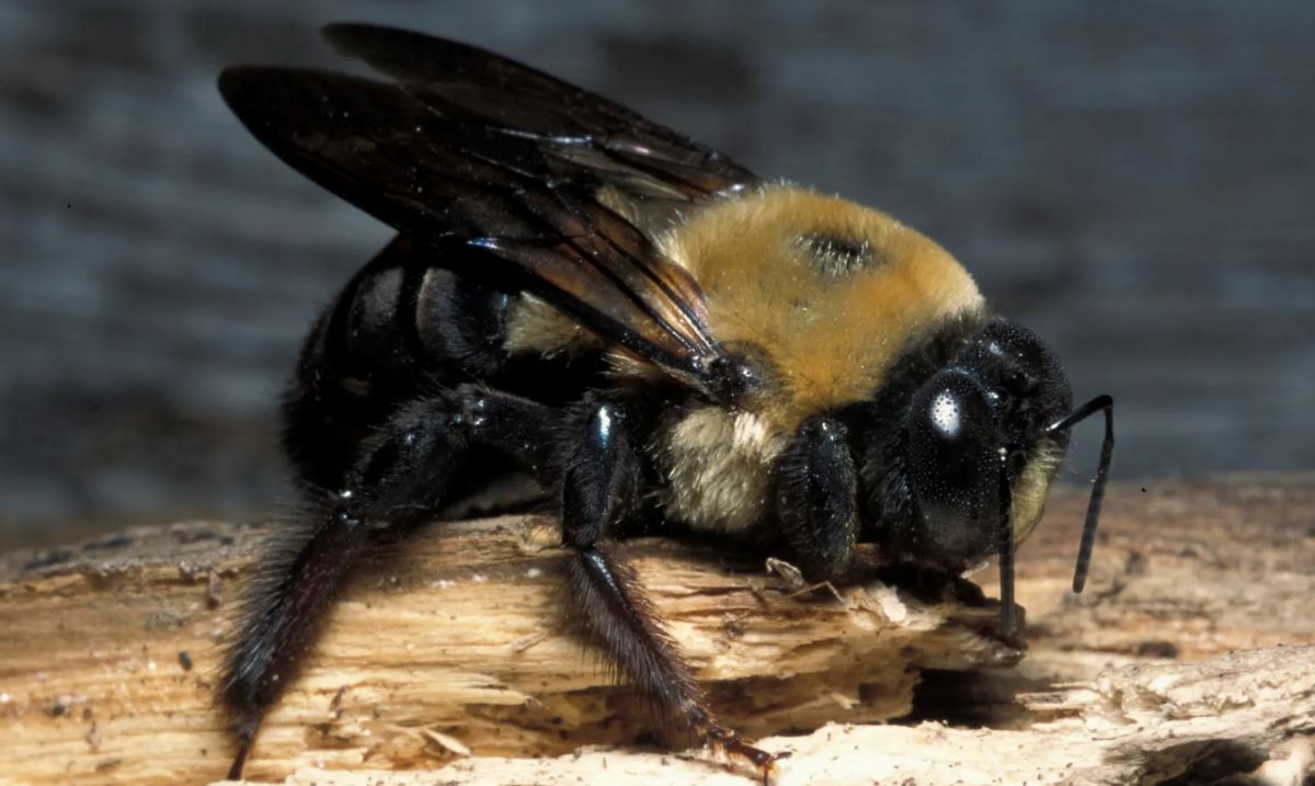 Genus Xylocopa