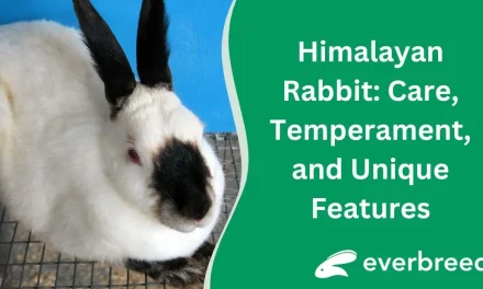 Fakta Unik Kelinci Himalaya Memiliki Warna Bulu Yang Khas