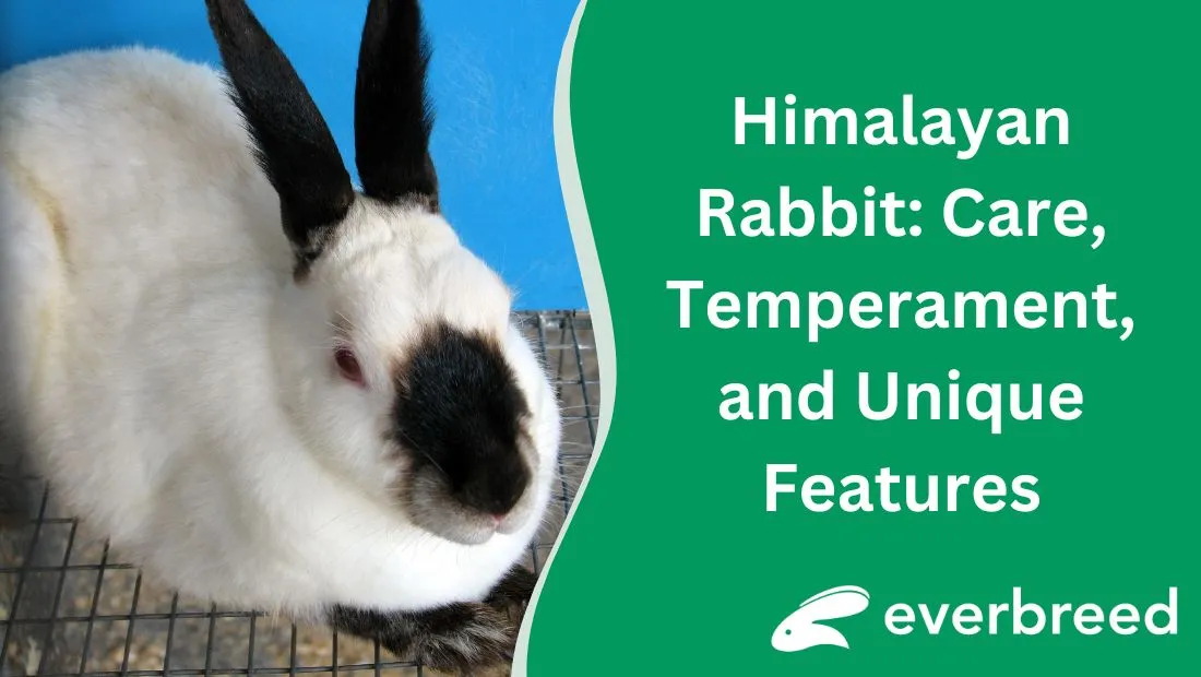 Fakta Unik Kelinci Himalaya Memiliki Warna Bulu Yang Khas