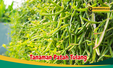 Manfaat Daun Patah Tulang Membantu Meredakan Peradangan