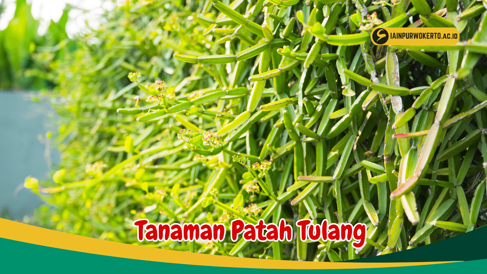 Manfaat Daun Patah Tulang
