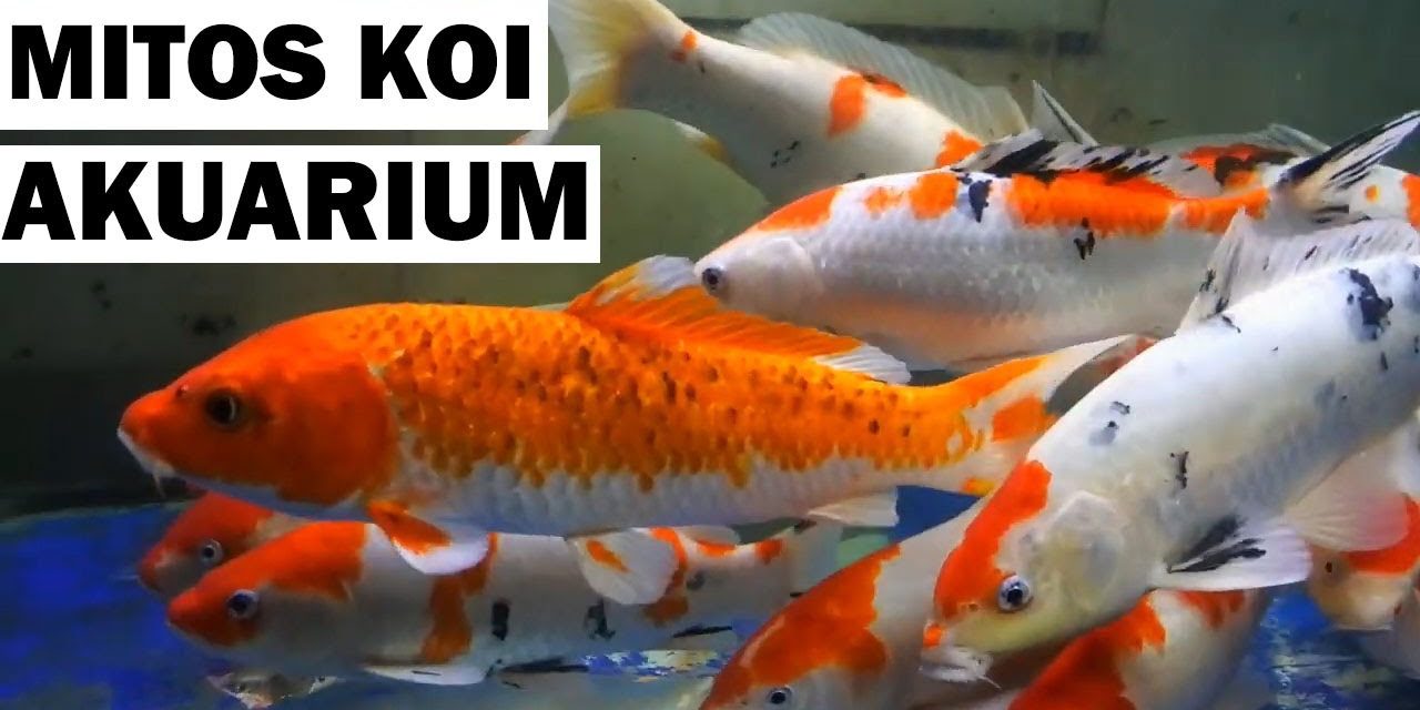 Mitos Ikan Koi Sering Di Anggap Simbol Keberuntungan