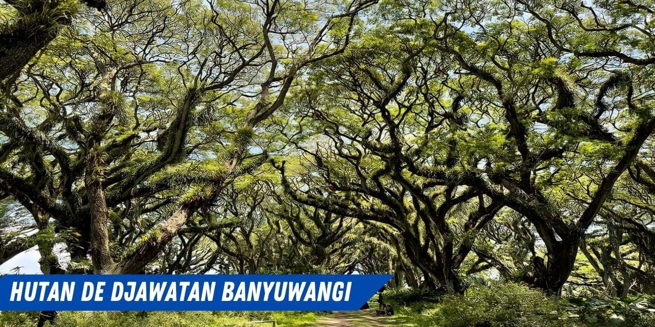 Hutan De Djawatan Destinasi Alami Unik Di Banyuwangi