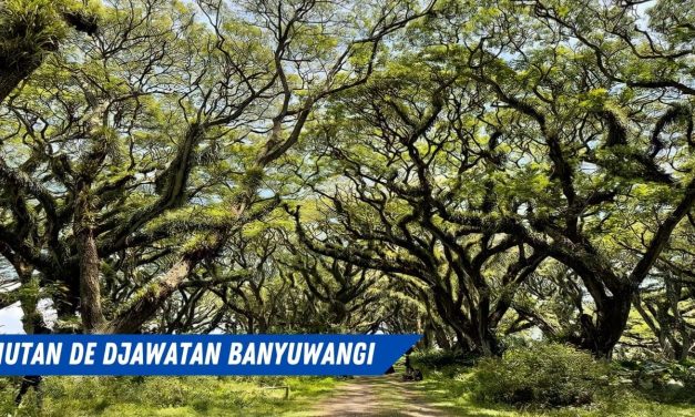 Hutan De Djawatan Destinasi Alami Unik Di Banyuwangi