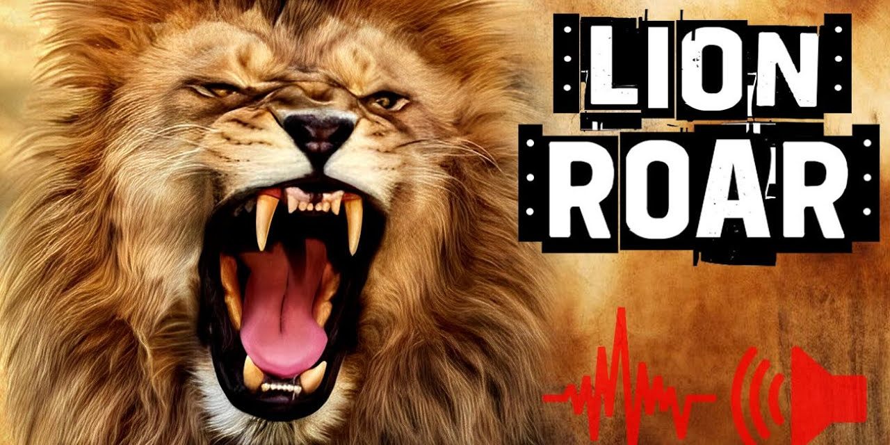 Fakta Menarik Tentang Auman Singa Jantan Yang Menyeramkan