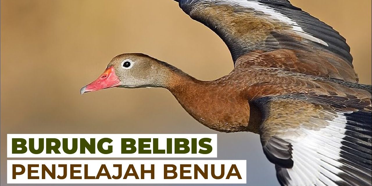 Keunikan Burung Belibis Memiliki Cara Kamuflase Yang Baik