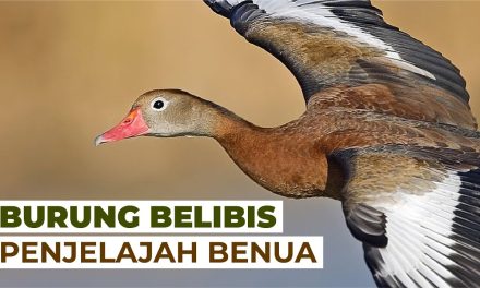 Keunikan Burung Belibis Memiliki Cara Kamuflase Yang Baik