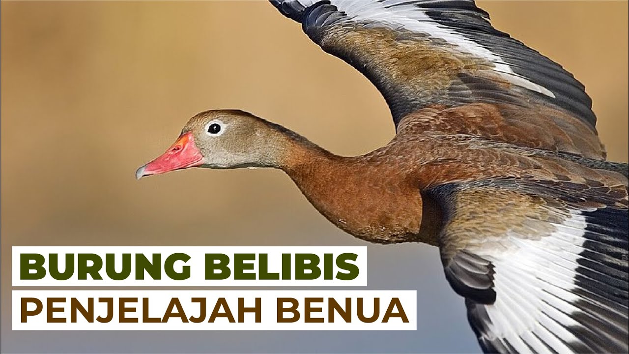 Keunikan Burung Belibis