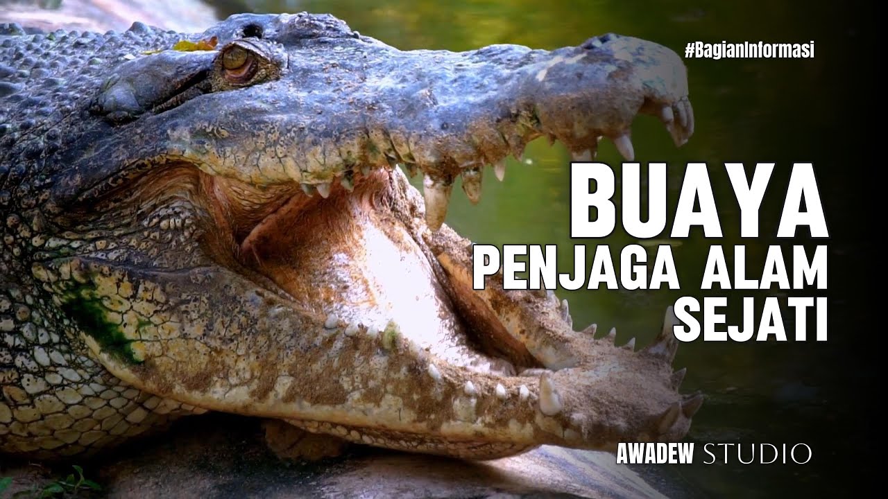 Fakta Menarik Tentang Buaya
