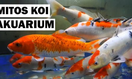 Mitos Ikan Koi Sering Di Anggap Simbol Keberuntungan