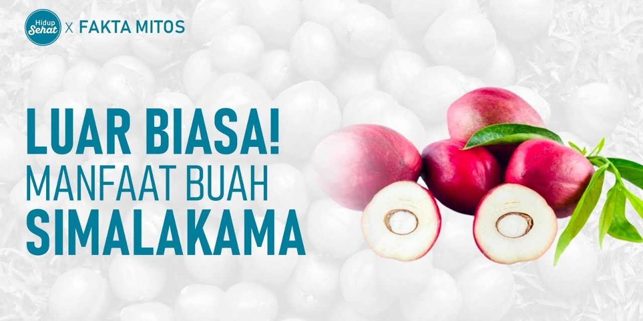 Khasiat Buah Simalakama Bisa Menghambat Sel Kanker