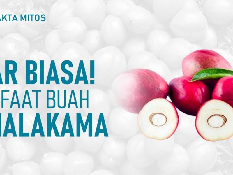 Khasiat Buah Simalakama Bisa Menghambat Sel Kanker